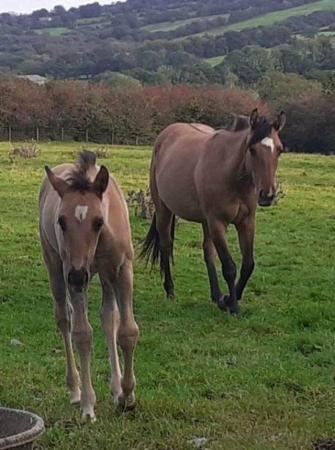 Image 1 of Stunning Welsh D x QHGrulla filly