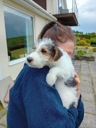 Image 14 of Wire Haired Fox Terrier puppies for sale/now all sold