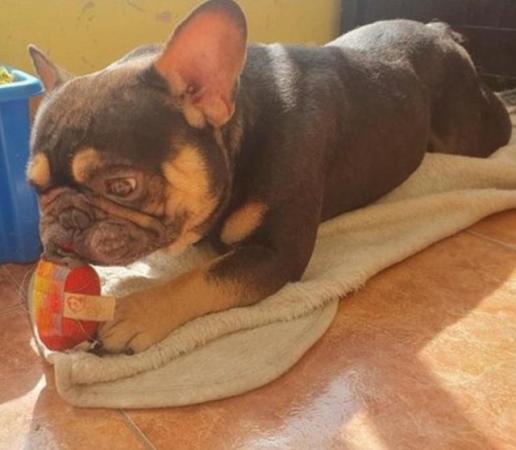 Image 2 of REDUCED Health tested clear coco/tan french bulldog male