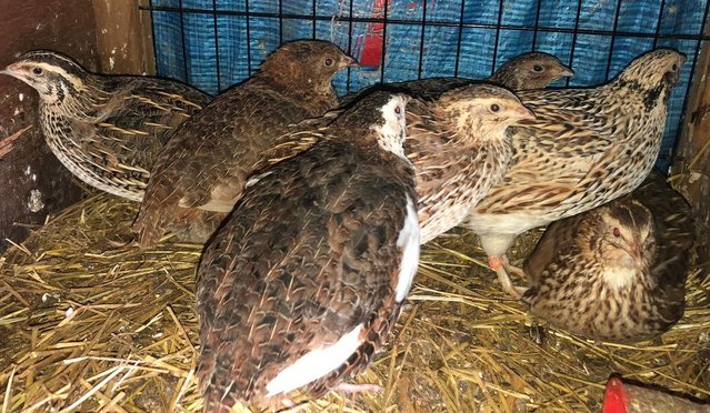 Image 26 of QUAIL HATCHING EGGS/4 BREEDS !