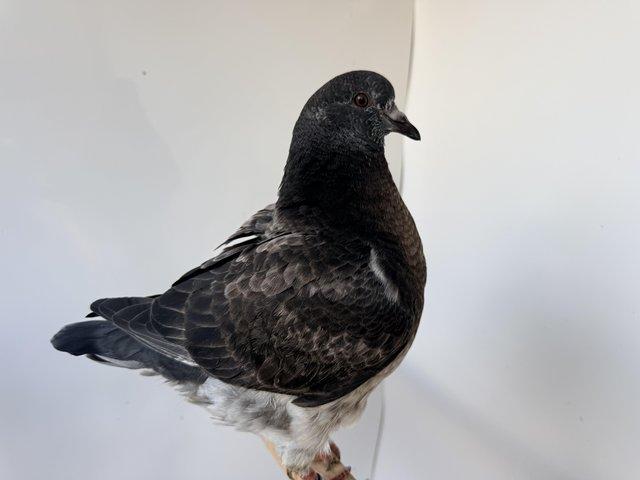 This years young King Pigeons various colours — photo 2 of 4