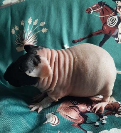 Image 5 of Pedigree baby skinny pig