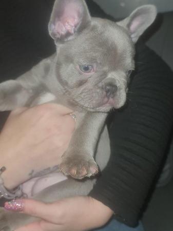 Image 6 of French Bulldog Puppies ALL SOLD