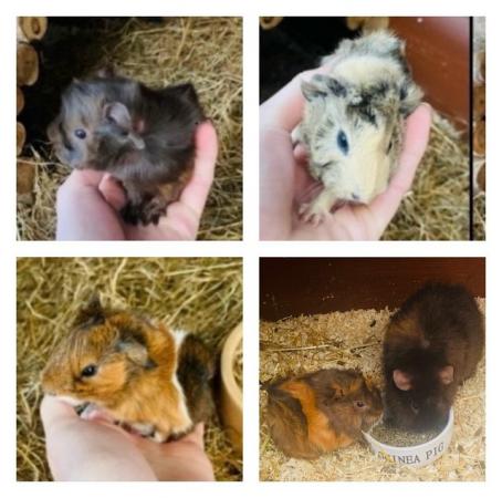 Image 4 of Guinea pig pups for sale in Peterborough