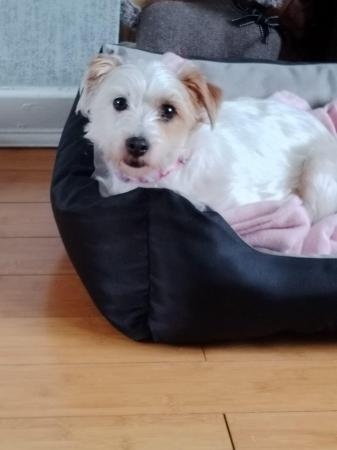 Image 1 of BONNY IS A VERY FRIENDLY 2YR OLD SHIHTZU X JRT
