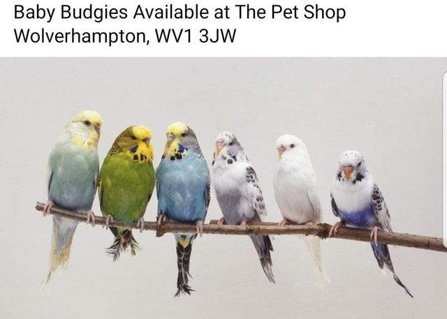 Preview of the first image of X Young Finchs, Budgies, Canaries X.