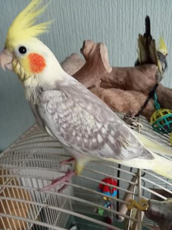 Image 2 of Hand reared baby cockatiels for sale