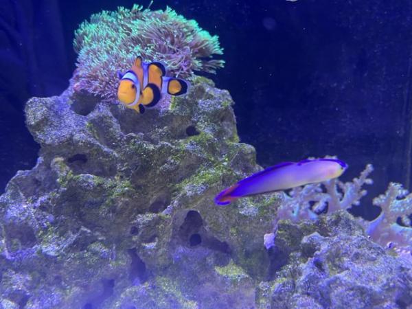 Image 5 of Red Sea Max Nano including fish and corals