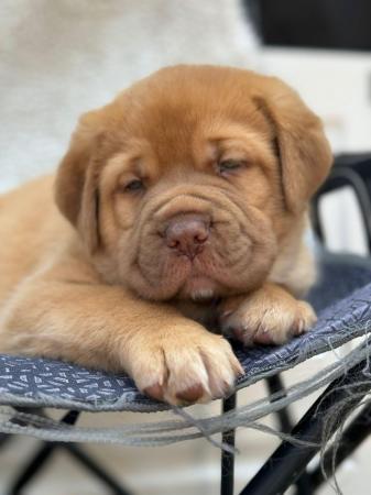 Image 19 of Large mix breed puppies for sale