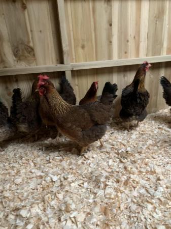 Image 3 of Hatching eggs for sale various breeds