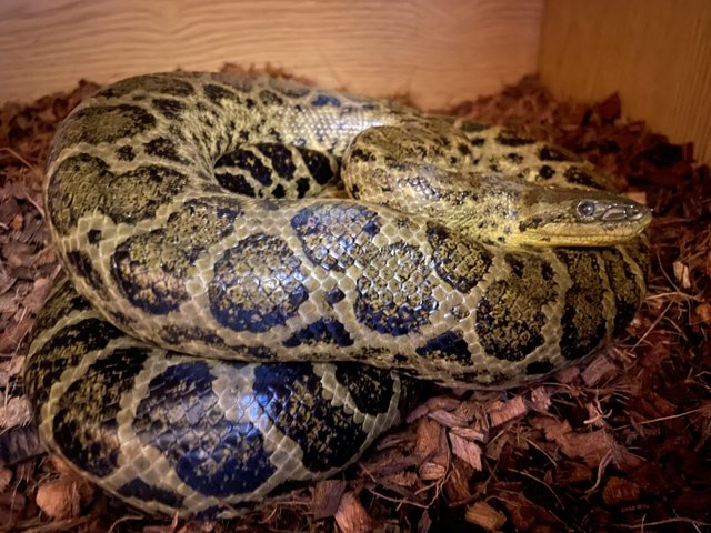 Preview of the first image of CB21 Yellow Anaconda Female.