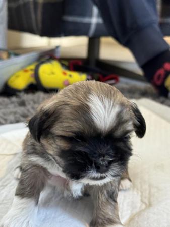 Image 7 of 5 week old Scih Tzu puppies for sale
