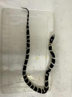 Image 4 of 6 week old Mexican king snakes Lampropeltis getula