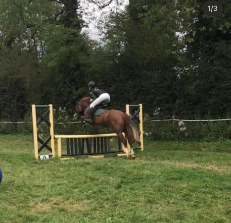 Image 1 of WELSH SECTION D HORSE FOR SALE