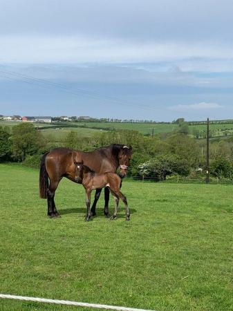 Image 2 of PRE Andalusian Filly to make 16hh