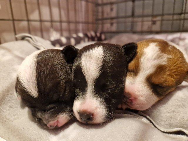 Preview of the first image of 2 Jack Russell Puppies For Sale.