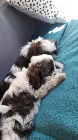 Image 1 of Two puppies male female shih zu
