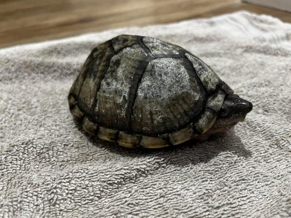 Image 1 of Razor-backed musk turtle