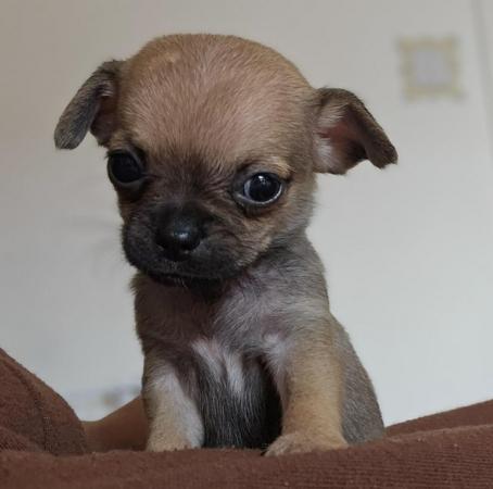 Image 4 of Female Chihuahua Puppies
