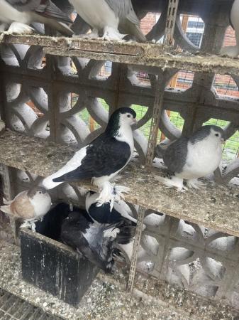 Image 4 of Lahore’s for sale breeding pairs