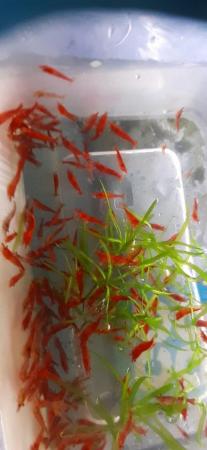 Image 3 of Red Cherry Shrimp for sale