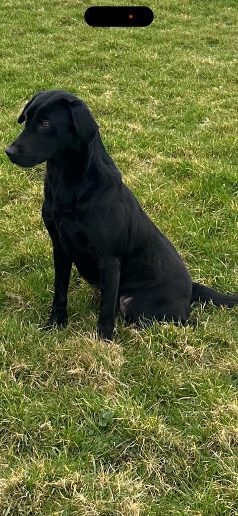 Preview of the first image of Pet/Gundog Trained Labrador (Ravenkeeper Gundogs).