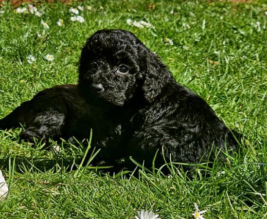 Image 4 of Exceptional quality litter of cockapoo puppies