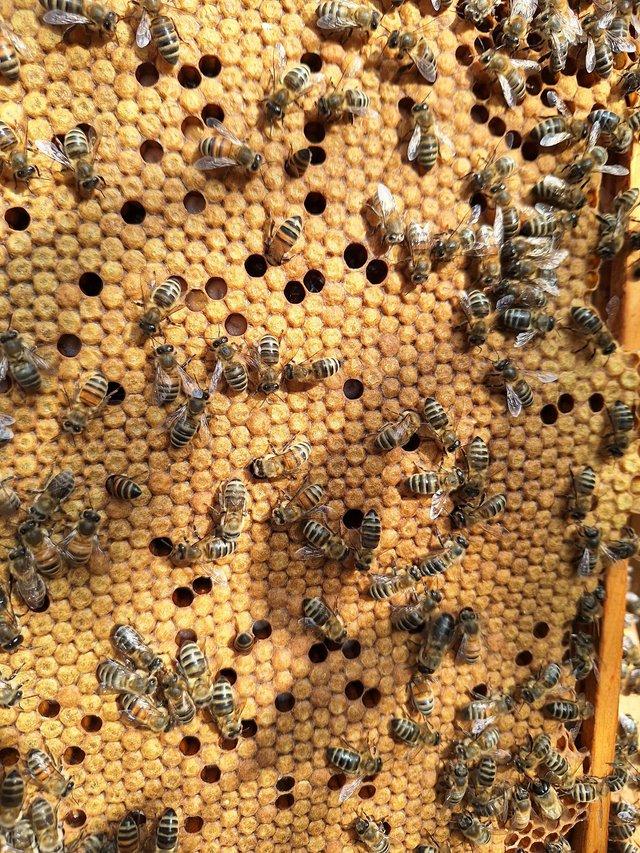 Preview of the first image of 6 Frame Nuc of Honeybees For Sale.