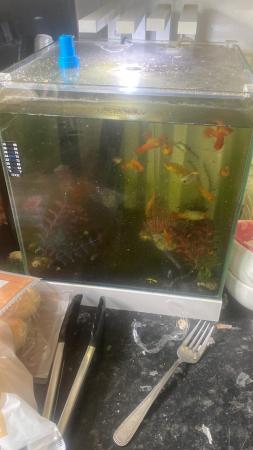 Image 2 of Plattie fish and whole set up!