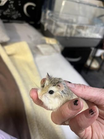 Image 5 of 4 month old Russian Dwarf Hamster