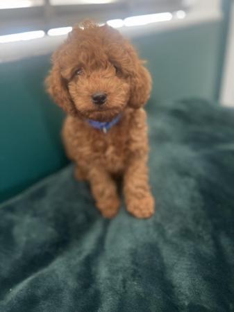 Image 7 of F1B Cockapoo puppies ready now 1 girl left