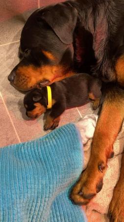 Image 11 of KC registered Rottweiler puppies ready to leave