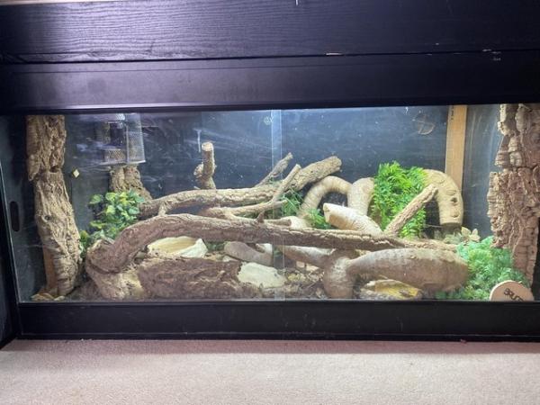 Image 3 of 3 year old ackie monitor with setup