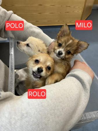Image 1 of 3x Male Pomchi Puppies for Sale!