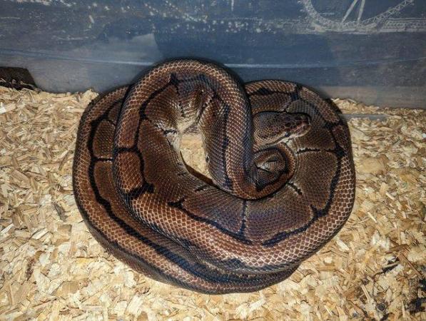 Image 2 of Male Pinstripe royal python for sale