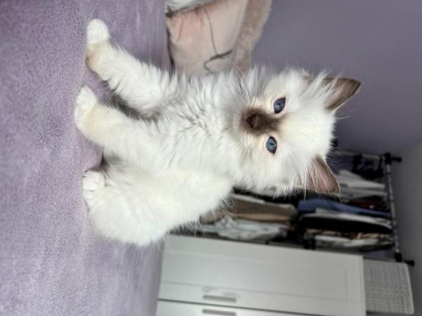 Image 8 of Rare Chocolate Mitted Pure Ragdoll male boy kitten Ready