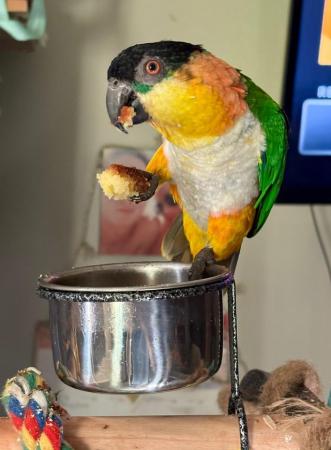 Image 3 of 2year old male Caique super silly tame for Same
