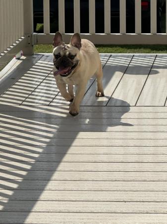 Image 5 of 9 month old frenchie female