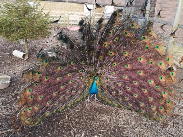 Image 1 of Peacock For Sale One Year Old Indian Blue