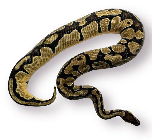 Preview of the first image of CB22 Female Orange Dream HRA Poss Het Pied Royal Python.