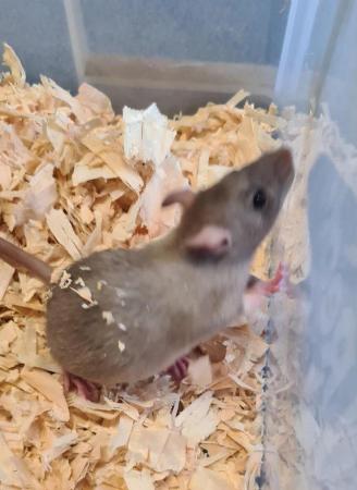 Image 3 of 6 to 8 week old rats available now