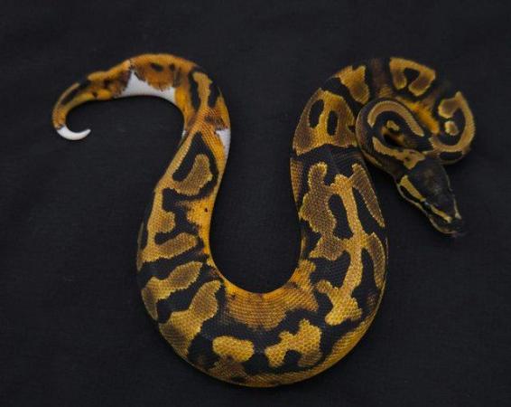 Image 4 of 2023 hatchling male pied royal/ball python