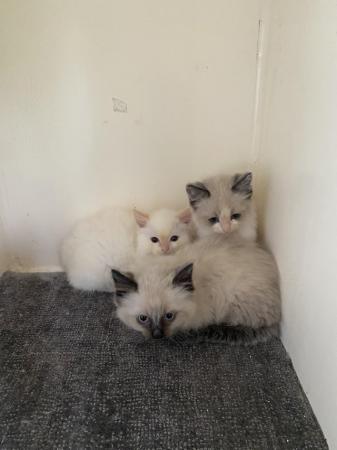 Image 3 of Ragdoll kittens ready now