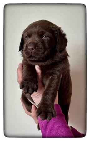 Image 5 of Fantastic Litter Show Breed Chocolate Labrador Puppies