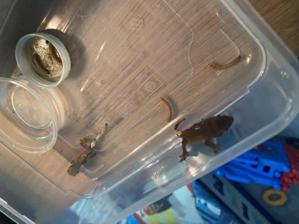 Image 5 of Baby crested geckos forsale