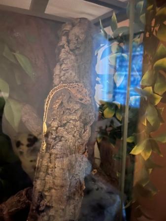 Image 9 of Crested gecko with FULL bioactive enclosure