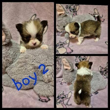 Image 1 of 3 long haired chihuahua pups