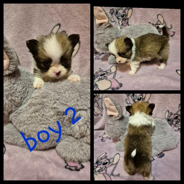 Preview of the first image of 3 long haired chihuahua pups.