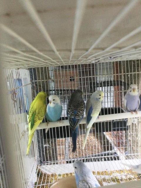 Preview of the first image of Cockatiels and baby budgies for sale East Harling,NR162JB.