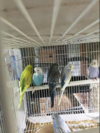 Image 1 of Cockatiels and baby budgies for sale East Harling,NR162JB